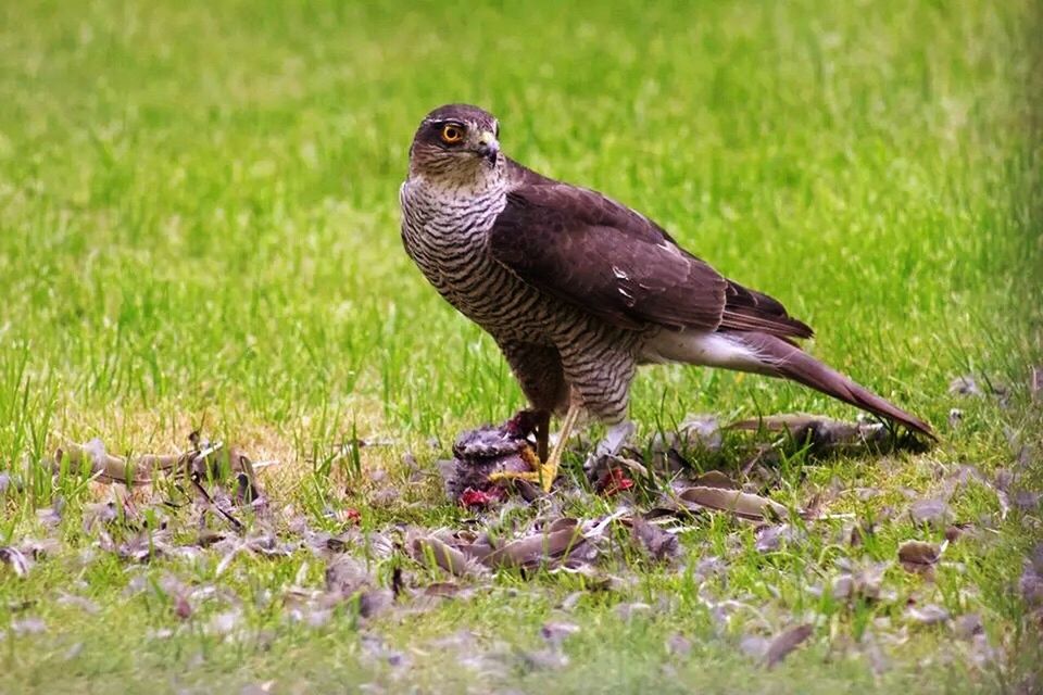 animal themes, animals in the wild, wildlife, bird, one animal, grass, field, side view, full length, nature, grassy, focus on foreground, outdoors, green color, no people, day, duck, standing, sunlight, close-up