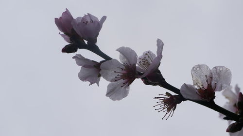 Close-up of white flowers