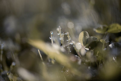 Close-up of wild plants grass and water drops