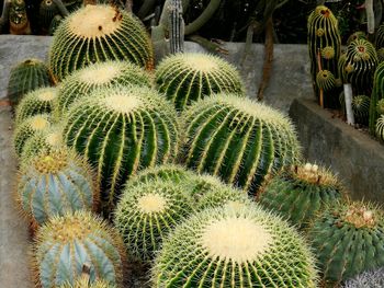 Close-up of cactus