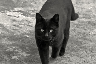 Portrait of black cat