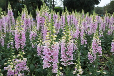 Close-up of purple flowering plants on field