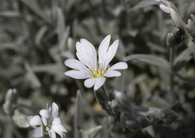 Close-up of white flowering plant