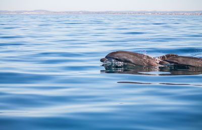 Dolphin swimming in sea against clear sky