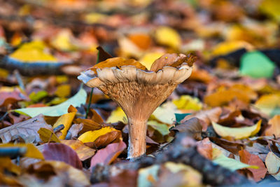 Close-up of dry maple leaves on ground