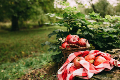 Red berries on rock in field