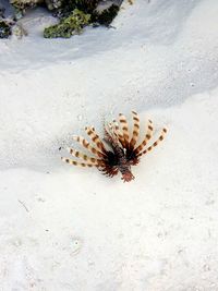 High angle view of insect on sand