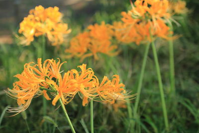 Close-up of orange marigold flowers blooming outdoors