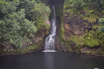 Scenic view of waterfall in forest