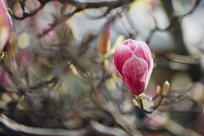 Close-up of pink flower bud