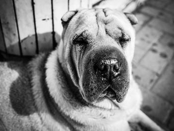 High angle view of shar-pei on sunny day