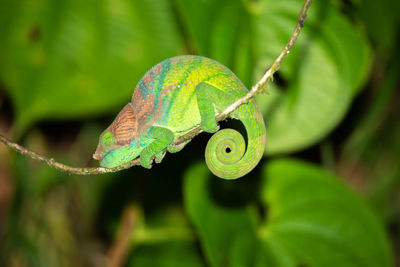 Close-up of lizard on leaf