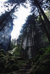 Low angle view of trees in forest