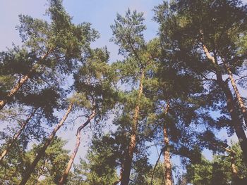 Low angle view of trees against clear sky