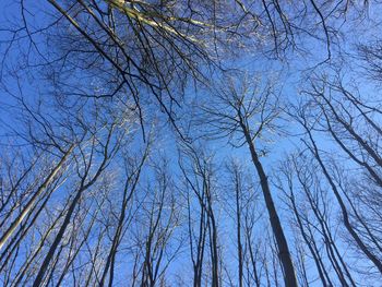 Low angle view of bare trees against blue sky