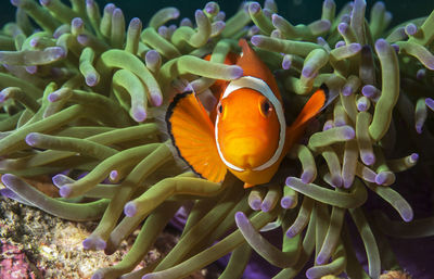 Fish swimming in sea