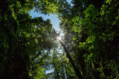 Low angle view of sunlight streaming through trees in forest