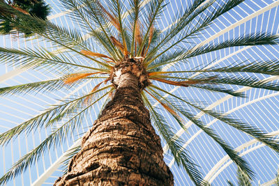 Low angle view of palm tree against sky