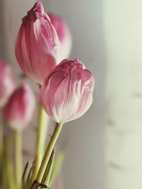 Close-up of pink tulip