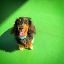 Portrait of dog