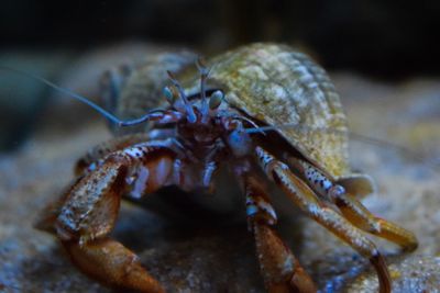 Close-up of crab