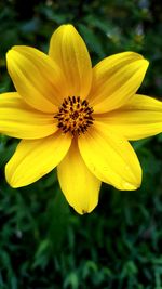Close-up of yellow flower