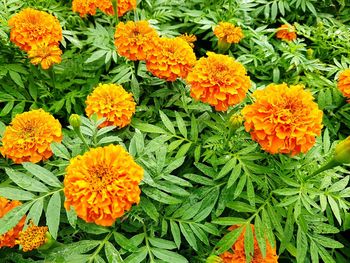 High angle view of marigold flowers blooming in park