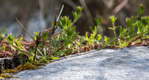 Close-up of lichen on wood in field