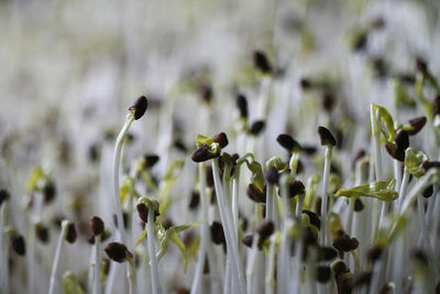 Close-up of flowering plants on field