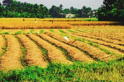 Scenic view of agricultural field