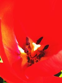 Close-up of insect on flower