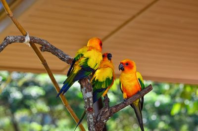 Close-up of parrot perching on branch