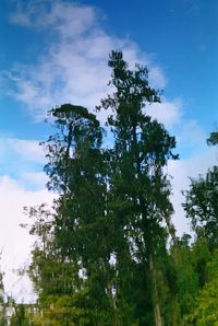 Low angle view of trees against sky