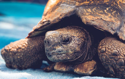 Close-up of a turtle