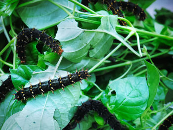 Close-up of butterfly on leaves