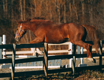 Close-up of horse jumping over fence