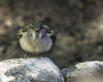 Close-up of bird perching on rock