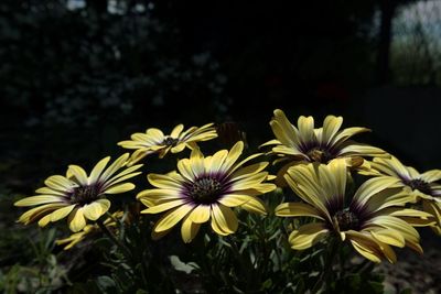 Close-up of yellow flowering plants in park