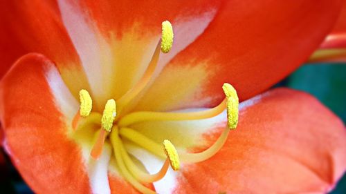 Close-up of day lily blooming outdoors
