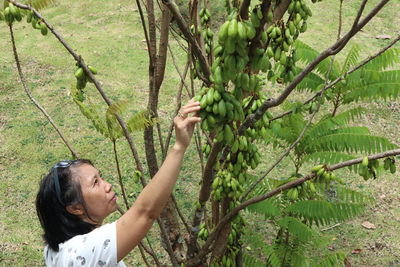 High angle view of woman picking fruits from tree