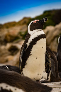 Close-up of penguin against blurred background