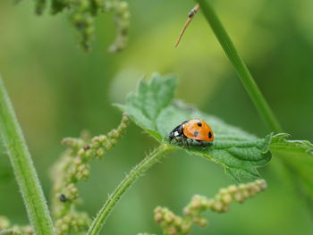 Close-up of ladybug on leaf