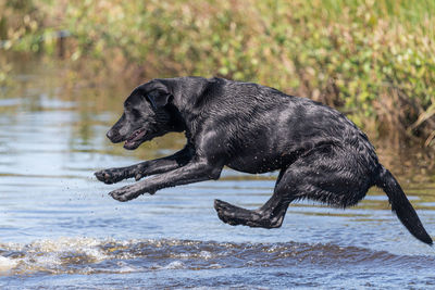 Action shot of a wet black labrador retriever jumping into the water