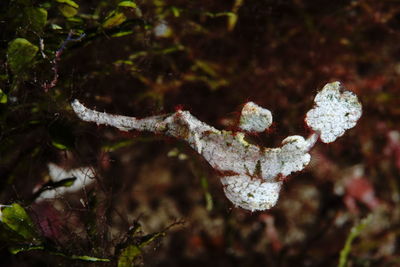 Close-up of frozen leaves on tree during winter