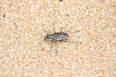 Close-up of insect on sand