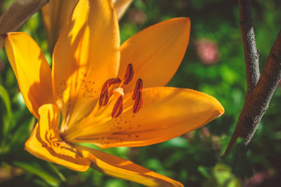 Close-up of day lily blooming outdoors