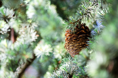 Low angle view of pine cone on tree