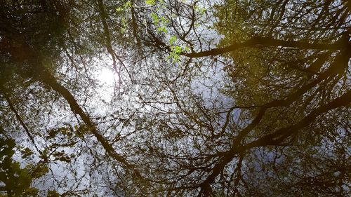 Low angle view of trees