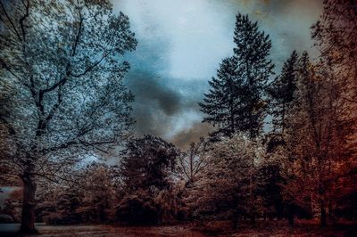 Bare trees in forest during autumn