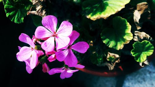 Close-up of pink flowers blooming outdoors